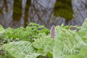 Roadside Reflections: Describing a Car Crash in Vivid Detail 8 Roadside Reflections: Describing a Car Crash in Vivid Detail