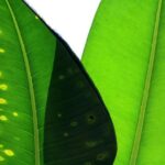 Transition Words for Compare and Contrast Essays: Enhance Coherence 14 Transition Words for Compare and Contrast Essays: Enhance Coherence