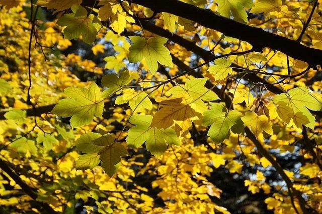 Leafy Wonders: Describing Fall Leaves in Their Multitude 12 Leafy Wonders: Describing Fall Leaves in Their Multitude