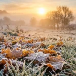 Golden sunrise over frozen frosty meadow with crystalline frost on autumn leaves (AI Generated Image)